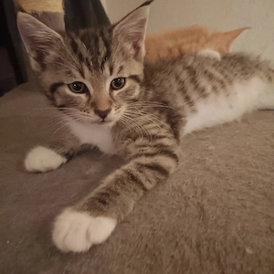 3 kleine Mai Mix Kitten suchen ihr Zuhause 