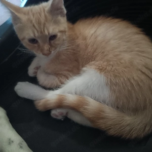 3 kleine Mai Mix Kitten suchen ihr Zuhause 