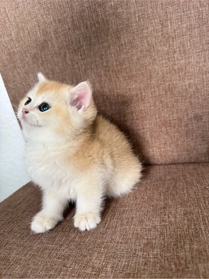    Golden British Shorthair Kitten   Nachwuchs Bild 5