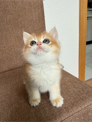    Golden British Shorthair Kitten   Nachwuchs Bild 2