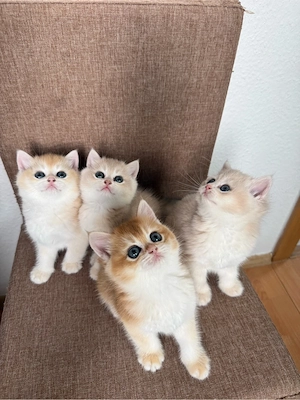    Golden British Shorthair Kitten   Nachwuchs Bild 3
