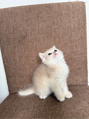    Golden British Shorthair Kitten   Nachwuchs Bild 4