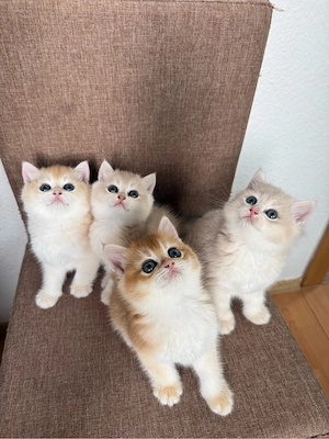    Golden British Shorthair Kitten   Nachwuchs