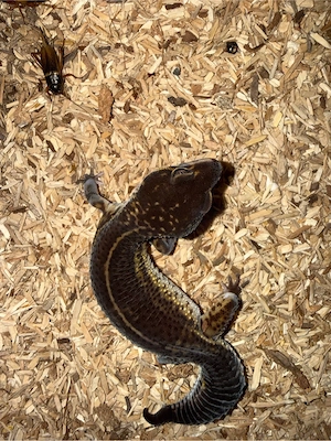 Leopardgecko  Pure Black Knight    weiblich, handzahm, Pet-Only Bild 4