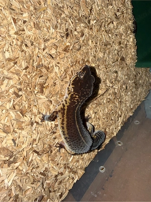 Leopardgecko  Pure Black Knight    weiblich, handzahm, Pet-Only Bild 3