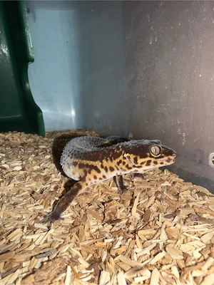 Leopardgecko  Pure Black Knight    weiblich, handzahm, Pet-Only Bild 2