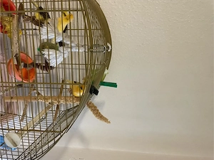    5 Vögel suchen ein neues Zuhause   
