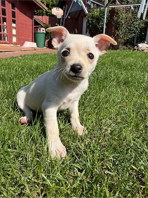 Mini Toy Terrier