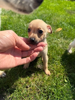 Mini Toy Terrier
