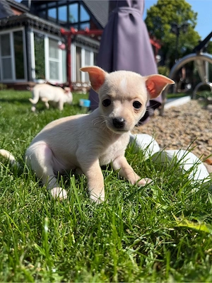 Mini Toy Terrier