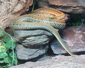 Thamnophis eques scotti Hamm