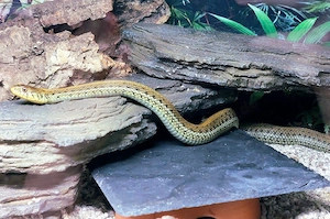 Thamnophis eques scotti  Bild 2