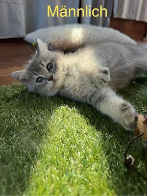 Wunderschöner BKH Kater (British Kurzhaar) zu verkaufen    