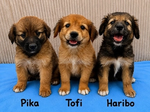 Tofi - Zuckerschnute sucht dich! RESERVIERT  Bild 6