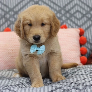 Golden Retriever Welpe   Liebevolles Zuhause gesucht