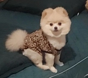    Pomeranian boo  Zwergspitz-Hündin Coco sucht ein liebevolles Zuhause   