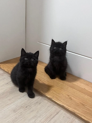 Katzen Babys 