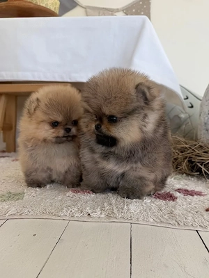 Spitz pomeranian Welpen