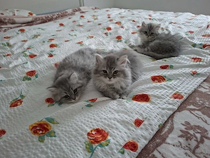 Wunderschöne graue Langhaar-Kitten suchen ein liebevolles Zuhause