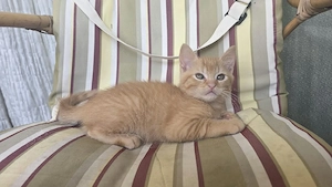 baby kater 