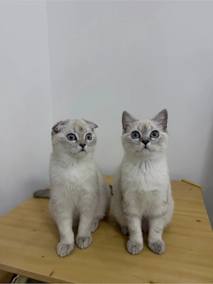     Süße Kitten (Geschwister) suchen liebevolles Zuhause