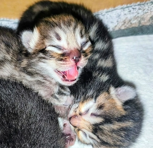 Zuckersüße, reinrassige Bengalen Kitten. Die Zimmer-Leoparden. Ausgezeichneter Stammbaum.