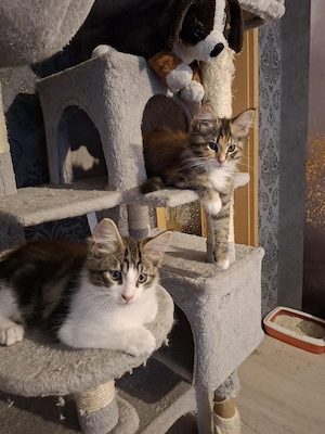 XL Maine Coon Kitten nur noch 1 Kater + 1 Katze
