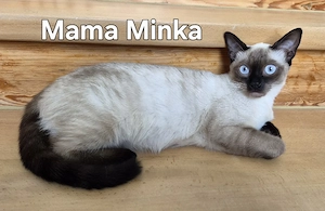 8 bezaubernde Siam-Kitten suchen ab Oktober ein liebevolles Zuhause Bild 3