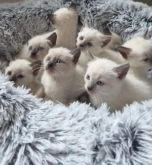 8 bezaubernde Siam-Kitten suchen ab Oktober ein liebevolles Zuhause