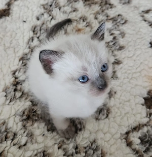 8 bezaubernde Siam-Kitten suchen ab Oktober ein liebevolles Zuhause Bild 2