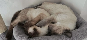 8 bezaubernde Siam-Kitten suchen ab Oktober ein liebevolles Zuhause Bild 4