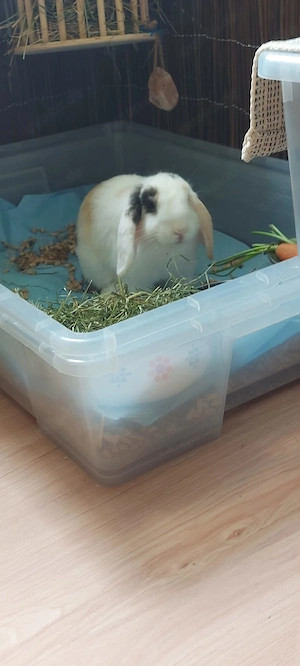 Widderkaninchenmix, Kaninchen, Mini lop