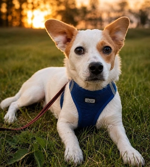 Sammy - frecher Kerl sucht Zuhause!