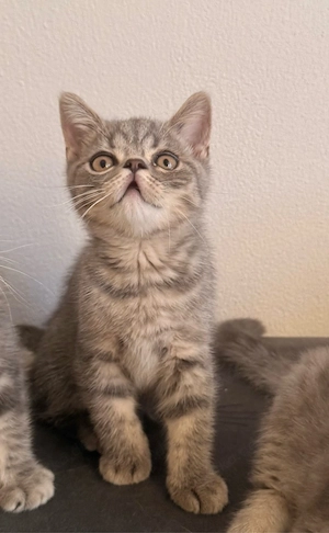 Bkh Tabby Kitten Kater abgabe Sofort