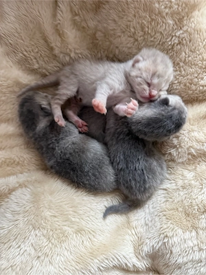 BKH kitten 