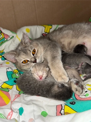 BKH kitten 