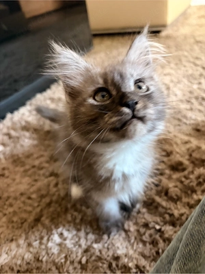Main Coon kitten Bild 7