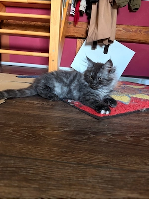 Main Coon kitten Bild 8