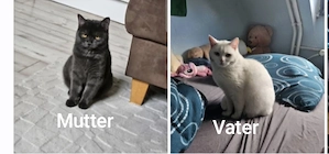 Britisch-Scotisch-Mix baby katzen