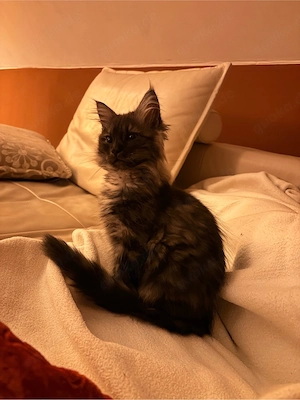 Main Coon kitten