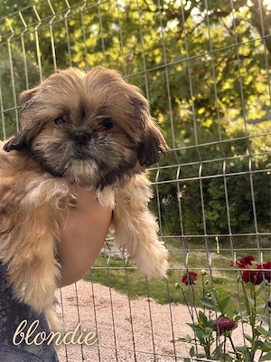 Shih tzu - Welpen