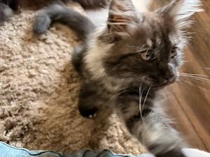Main Coon kitten Bild 4