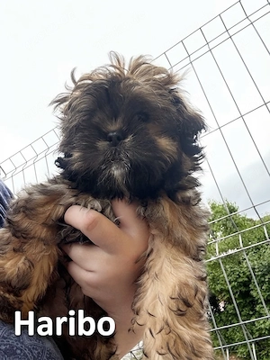 Shih-Tzu-Welpe (Mädchen) sucht ein neues Zuhause