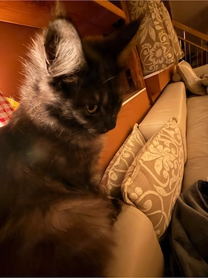 Main Coon kitten Bild 5