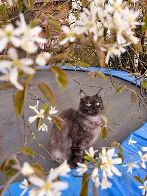 Main Coon kitten Bild 10