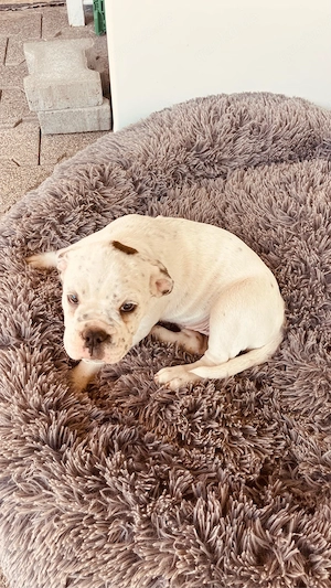 Old English Bulldogge Bild 4