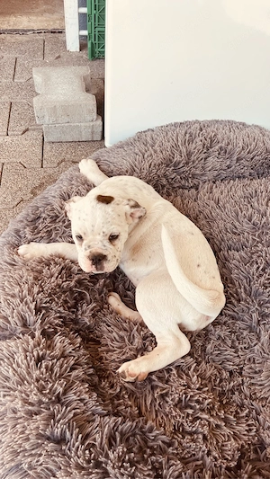 Old English Bulldogge Bild 3