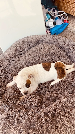 Old English Bulldogge Bild 2