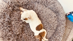 Old English Bulldogge