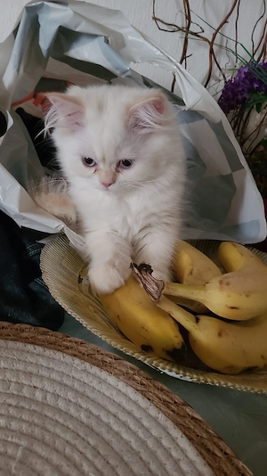 5 zuckersüße Katzenbabys (4 Monate) suchen ein liebevolles Zuhause!